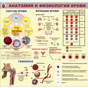Анатомия и физиология крови