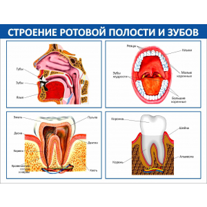Строение ротовой полости и зубов