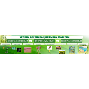 Стенд для кабинета Уровни организации живой материи (зеленый)