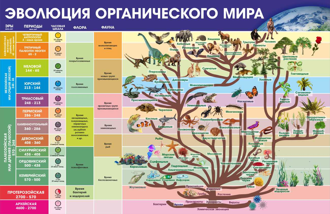 Информация стенд Эволюция органического мира купить в Саратове